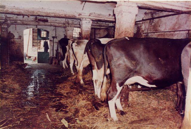 Alla Tîż - Com'era la stalla con le mucche